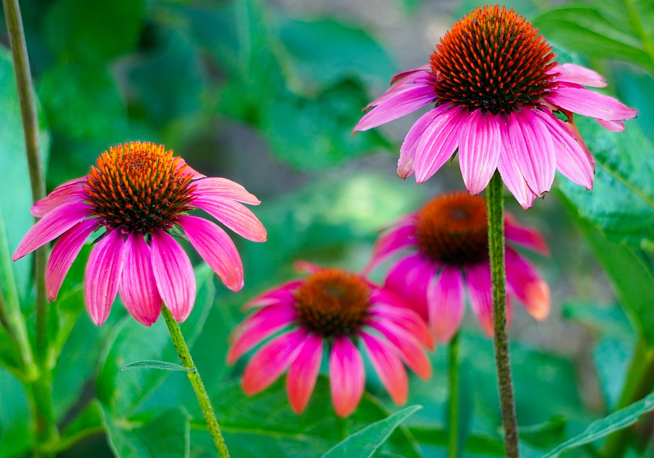 Echinacea podpoří vaši imunitu i celkové zdraví